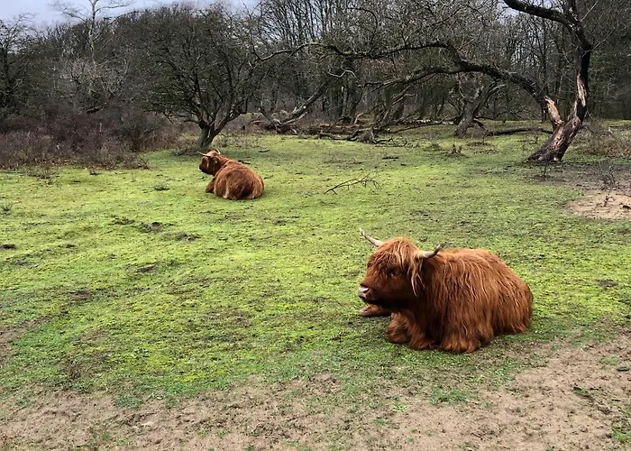 Chalet Santpoort-Zuid * Santpoort-Zuid